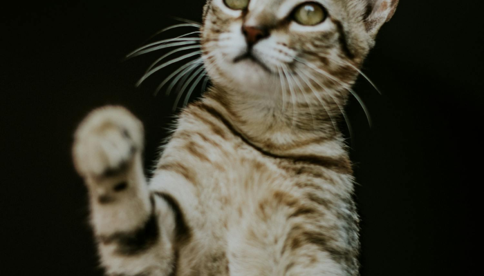 开卷有益遇良师,过目不忘有胆识是什么生肖打一动物,经典解答 开卷有益遇良师,过目不忘有胆识是什么生肖打一动物,经典解答