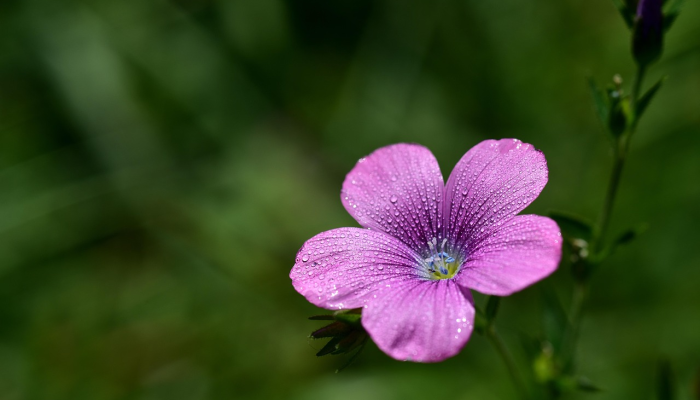 春暖花开是什么生肖，解析解答