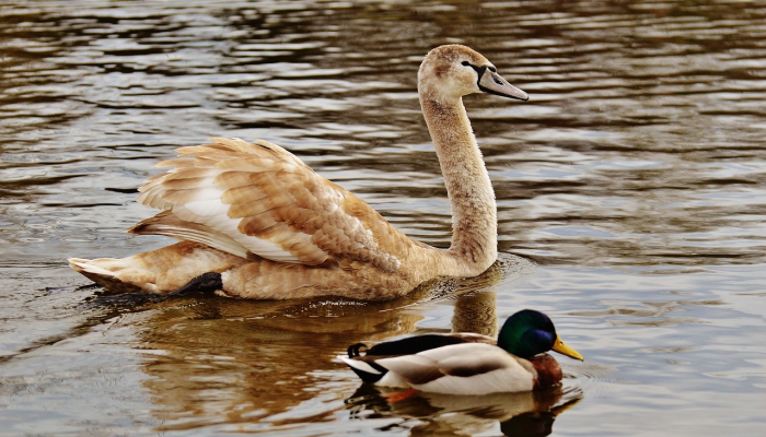 轻轻松松打一个生肖猜一个动物，最新揭晓
