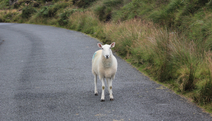 顺手牵羊是什么生肖,最新解答解读 顺手牵羊是什么生肖,最新解答解读