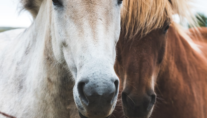 马到成功打一个生肖是什么动物，作答解析解释