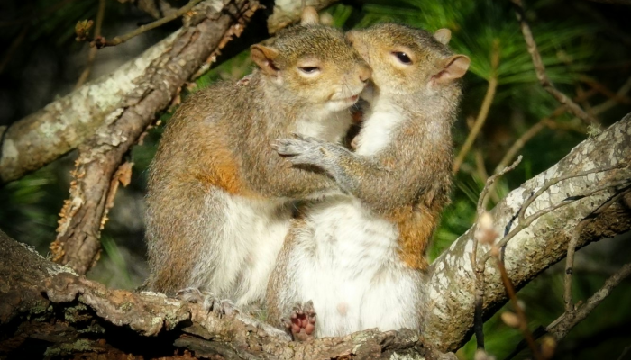 跳舞打一种生肖猜一个动物，最佳解释