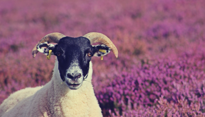 顺手牵羊是什么生肖打一动物，最新揭晓