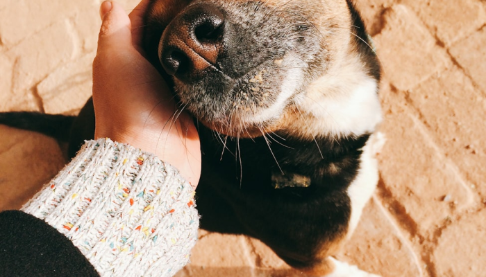 辣条，白粥加车仔面打一生肖动物猜一个动物，精选解析解释