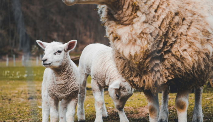 顺手牵羊是什么生肖打一个动物，最新解析解释