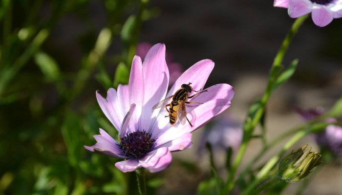 荷塘月色打一生肖，科学揭晓落实