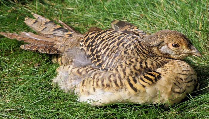 开卷有益遇良师,过目不忘有胆识打一个生肖是啥动物,作答解析解释 开卷有益遇良师,过目不忘有胆识打一个生肖是啥动物,作答解析解释