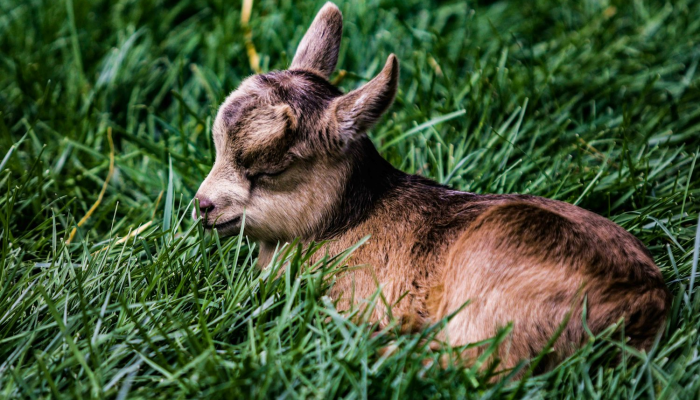 顺手牵羊是什么生肖解一个生肖动物,标准答案解读 顺手牵羊是什么生肖解一个生肖动物,标准答案解读