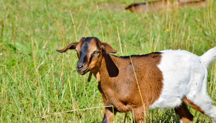 顺手牵羊打一生肖是啥动物,专业解答解析落实 顺手牵羊打一生肖是啥动物,专业解答解析落实