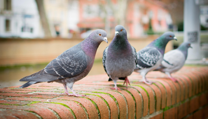 成都别是一乾坤，棱角坚完不复坏是什么生肖猜一个动物，最终答案马上揭晓