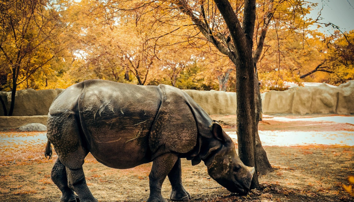 胜败乃兵家常事打一种生肖猜一个生肖动物，最佳解释
