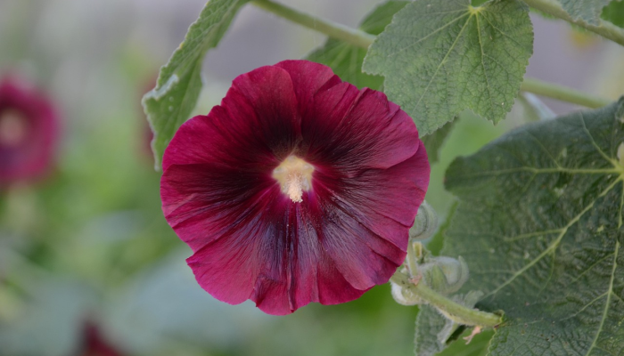 金蛇狂午升平岁,桂花香来是佳人是什么生肖指什么动物,精准解答落实 金蛇狂午升平岁,桂花香来是佳人是什么生肖指什么动物,精准解答落实