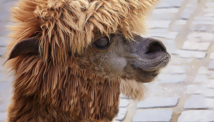 顺手牵羊代表什么生肖,最新解释 顺手牵羊代表什么生肖,最新解释