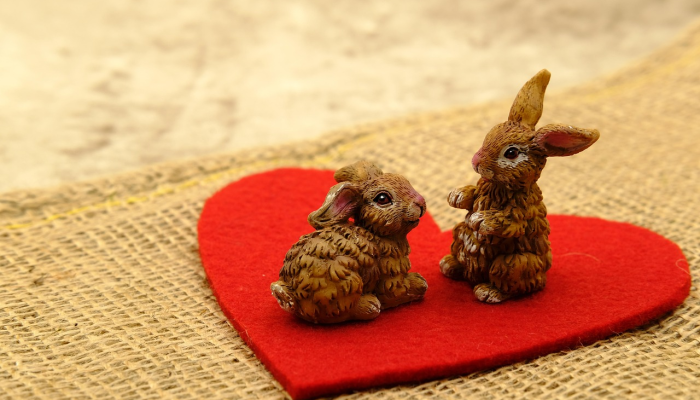 孤身一人打一个生肖打一种生肖，核心要点解释