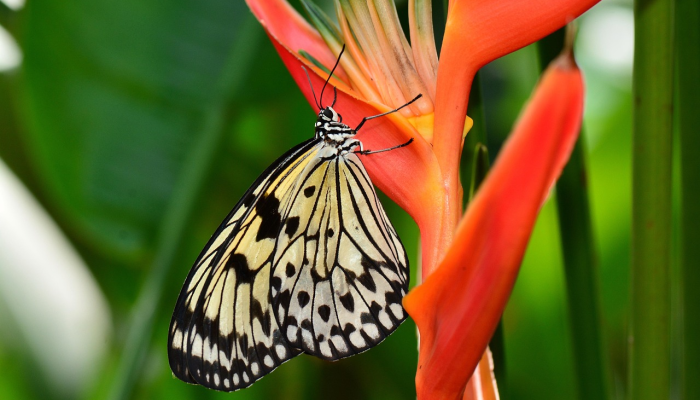 惹袖尚余香半日打一动物生肖说的是什么动物，思路清晰解析