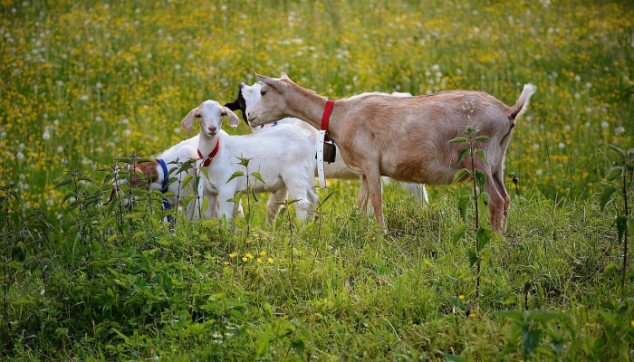 可见它来人受怕是什么生肖打一个生肖动物，思路明确解析落实