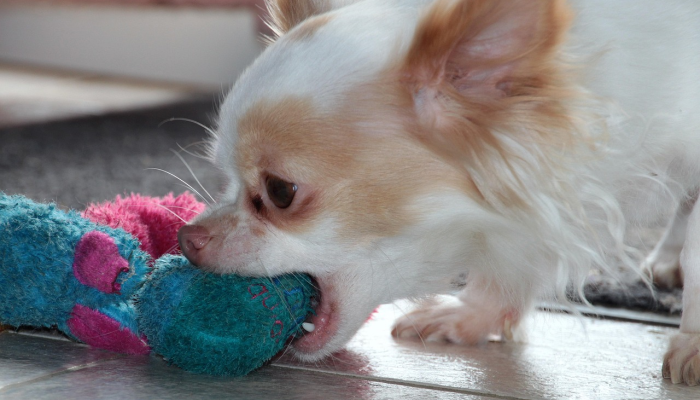 企足而待打一生肖动物猜一个生肖动物,最新解答揭晓 企足而待打一生肖动物猜一个生肖动物,最新解答揭晓