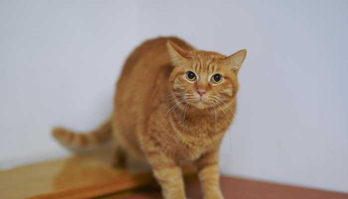 可见它来人受怕是什么生肖打一个动物,词语诠释解释 可见它来人受怕是什么生肖打一个动物,词语诠释解释