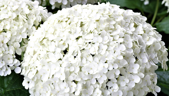 辣条，白粥加车仔面指什么生肖，作答解析解释