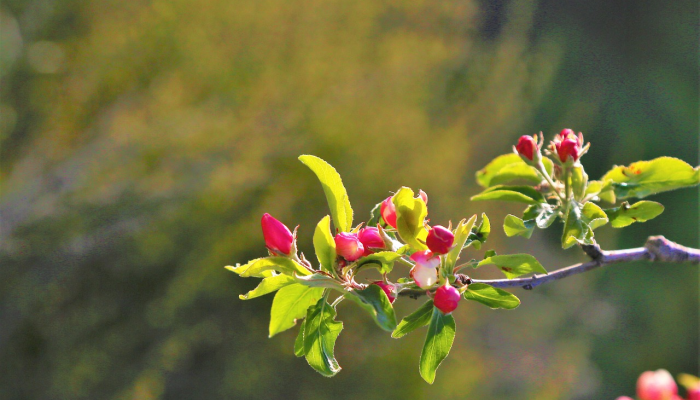 春回大地打一正确生肖，最新解释