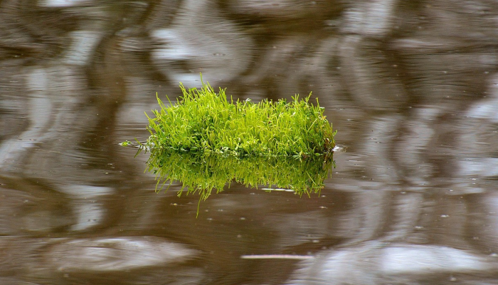 竹窗惊破高人梦是什么生肖，答案解析解释