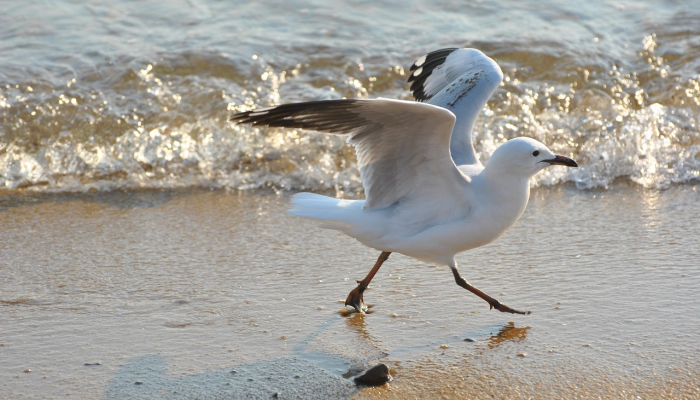 移天易日是什么生肖打一动物诠释解析落实