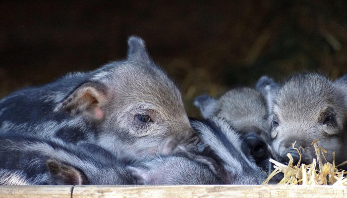 犹恐众妖兮木魅打一个生肖指的是动物精选解释解析 犹恐众妖兮木魅打一个生肖指的是动物精选解释解析