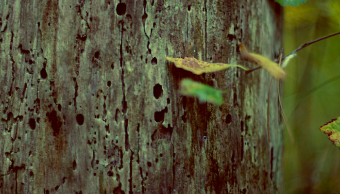 树枝桠杈，宜粗宜幼。三寸黄甘犹自青打一生肖经典解答