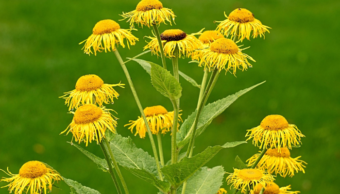 出神入化代表什么生肖，作答解释