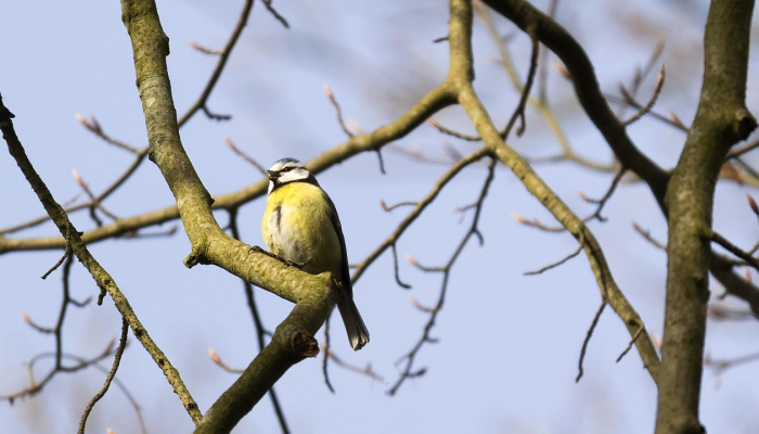 树枝桠杈,宜粗宜幼。三寸黄甘犹自青指什么生肖是什么动物,词语解答解析落实 树枝桠杈,宜粗宜幼。三寸黄甘犹自青指什么生肖是什么动物,词语解答解析落实