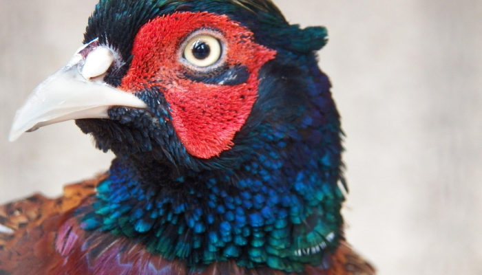 笔走龙蛇打一生肖动物说的是什么动物，专业解答过程落实