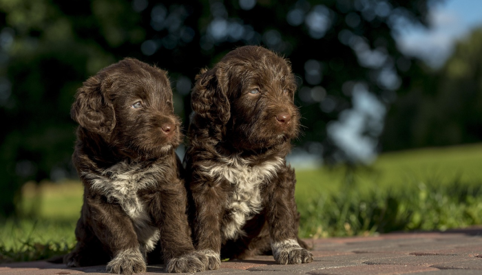 家里拆迁金银满 土生土长当地人打一个生肖动物是什么生肖,详细解释落实 家里拆迁金银满 土生土长当地人打一个生肖动物是什么生肖,详细解释落实