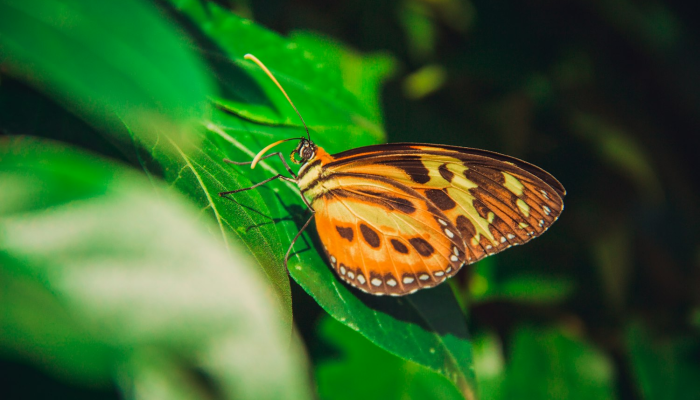 笔走龙蛇打一生肖指的是什么动物，重点解释