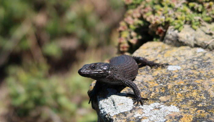 犹恐众妖兮木魅打一种生肖指什么动物，最佳解释