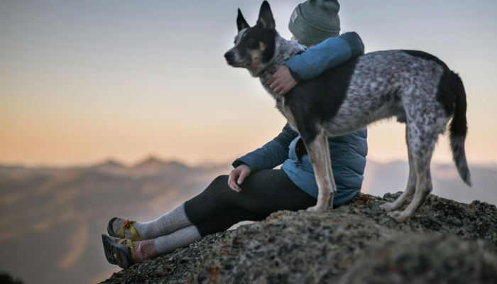 好狗独守龙门前打一正确生肖,经典解答 好狗独守龙门前打一正确生肖,经典解答