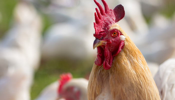 家里拆迁金银满 土生土长当地人打一个生肖代表什么动物生肖，详细解释