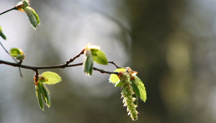 树中腾枝长又大打一个生肖,词语诠释解释 树中腾枝长又大打一个生肖,词语诠释解释