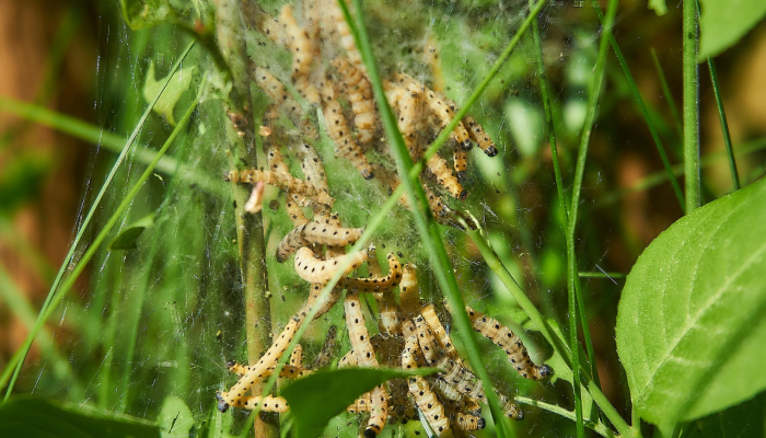 树枝桠杈,宜粗宜幼。三寸黄甘犹自青是什么生肖猜一个动物生肖,最新解释 树枝桠杈,宜粗宜幼。三寸黄甘犹自青是什么生肖猜一个动物生肖,最新解释