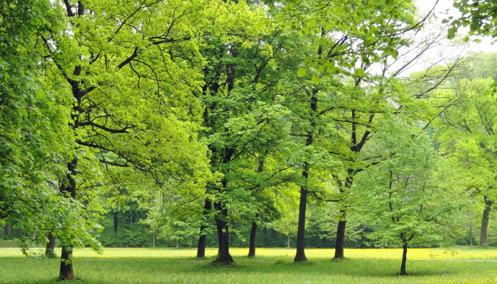 树中腾枝长又大是什么生肖解一个动物，精准解析