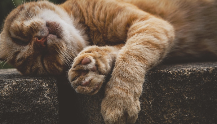 头顶缺角，有如秃头。朝发轫于苍梧兮打一个生肖是什么动物，最新解析揭晓