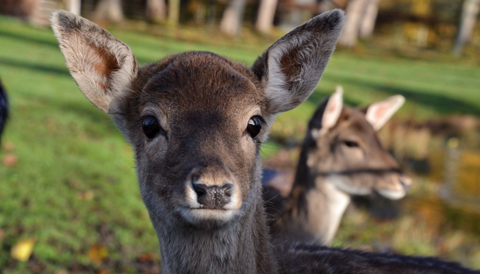 树枝桠杈，宜粗宜幼。三寸黄甘犹自青打一生肖动物，答案诠释