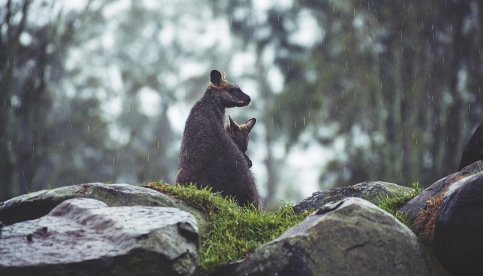 早春季节是什么生肖解一个生肖动物,标准答案解读 早春季节是什么生肖解一个生肖动物,标准答案解读