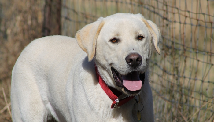 狐朋狗友是什么生肖，答案解析落实