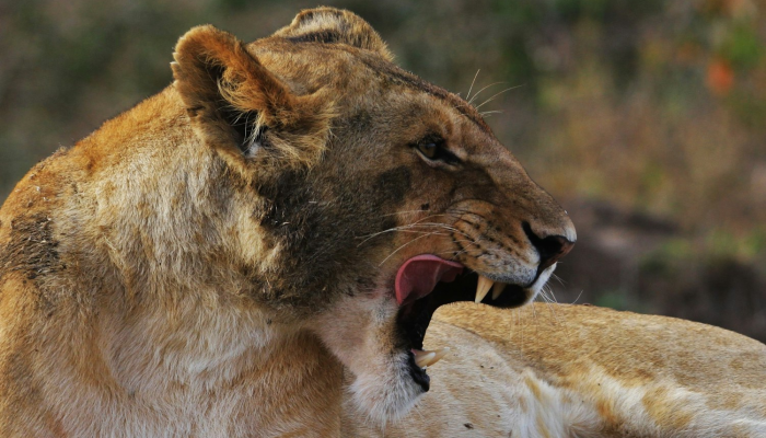 欲作一四意万重，衰草随春出生意是什么生肖动物打一动物作答解释