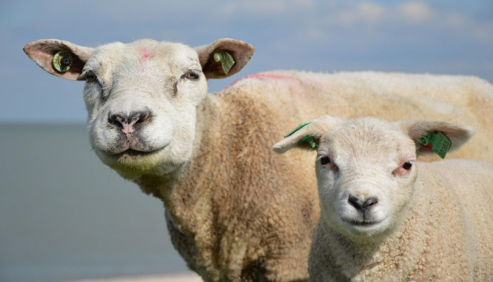 欲作一四意万重,衰草随春出生意是什么生肖猜一动物,完美解析解释 欲作一四意万重,衰草随春出生意是什么生肖猜一动物,完美解析解释