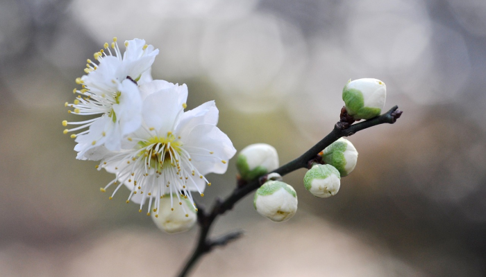 早春季节打一个生肖，词语诠释解释