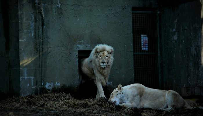 管弦金石还依转，朝三亦可不必怒打一个生肖是什么动物，最佳解释