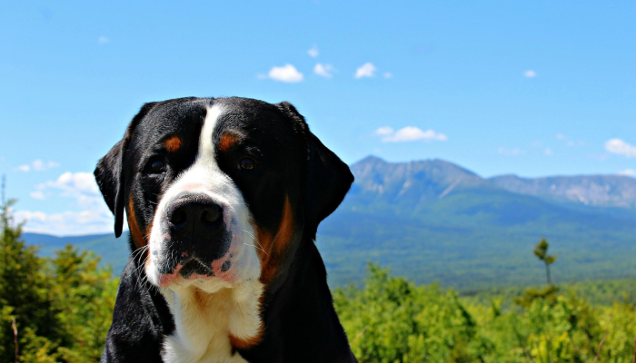 狐朋狗友是什么生肖打一生肖，揭秘诠释解析落实