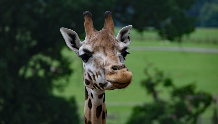 子午相冲不可信，仰首一六问青天是什么生肖打一个生肖动物，逻辑严密解析