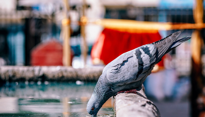 幸灾乐祸是什么生肖说一个生肖动物，独家视角解读